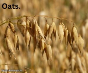 Oats/entertainbangla.in